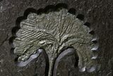 Museum-Quality Pyrite-Replaced Crinoid Plate - Germany #380362-5